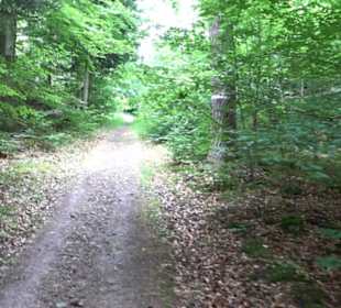 Wanderweg - Alter Steinbruch Pfaffenberg Runde