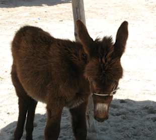 Eselbaby am Strand
