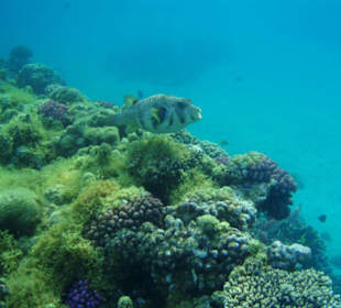 Hausriff Fort Arabesque