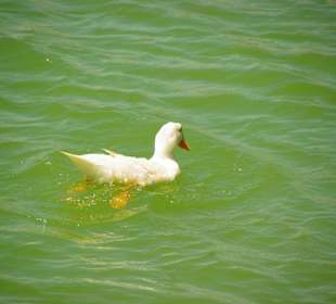 Enten sind viele drin... Brot mitnehmen
