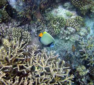 Schöne Unterwasserwelt