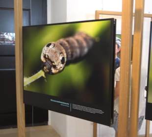 Museum für Ur- und Frühgeschichte