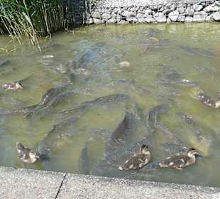 Fische