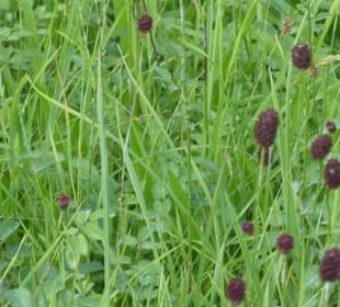 Bei der Rundwanderung Extratour Kuppenweg