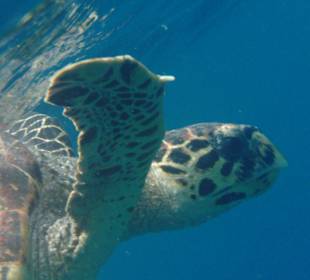 Schildkröte (fotografiert beim Schnorcheln)