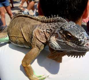 Leguan auf dem Markt von Cala Ratjada