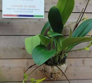 Raffeiner Orchideenwelt