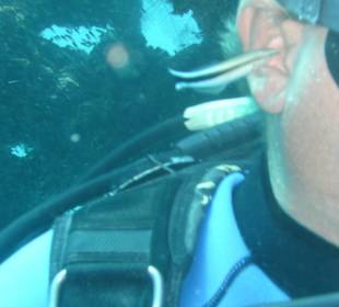 Ohrensäubern mit Putzerfisch