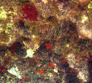 Šnorchlování v oblasti Kalithea