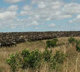 Gnus sammeln sich vor der Flussüberquerung