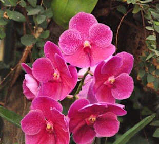 Herrliche Orchideen