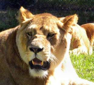 Serengeti Park Hodenhagen