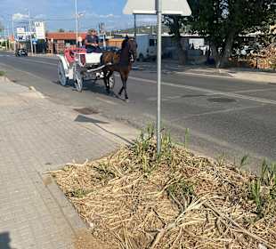 Stadtrundgang Platanes