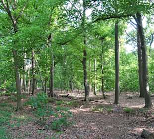 Spaziergang durch den Stadtwald Oldenburg