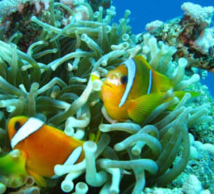 Flamenco Beach & Resort-Quseir-marsa Alam-Egypt