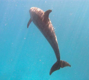 Delfin