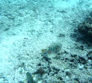 Unter Wasser am Hausriff