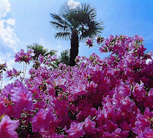 Blumenpracht Brissago Inseln