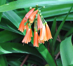 Jardín de Aclimatación de La Orotava