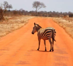 Zebrastreifen auf der Straße