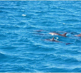 Schnorcheln Hurghada - Schwimmen mit Delfinen