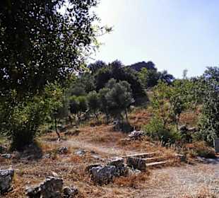 Noch unberührte Natur neben dem Weg