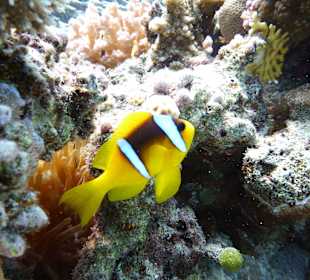 Der ägyptische Nemo