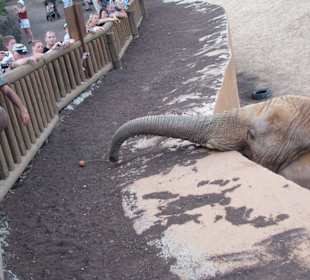 Elefant - Danke für den Apfel