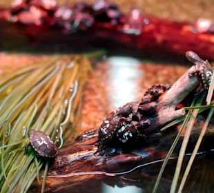 Eine Fußballmannschaft Babyschildkröten