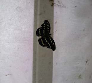 Schmetterlingshaus Jonsdorf