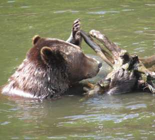 Alte Kläranlage, hohe Betonmauer, artgerecht ?