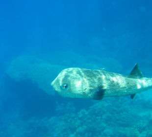 Beim Schnorcheln am Korallenriff