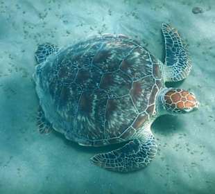 Hotel Beach Schildkröte   