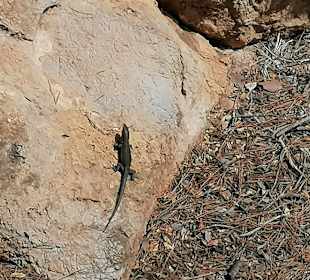 Dracheninsel/Dragonera 