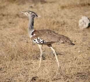 Riesentrappe