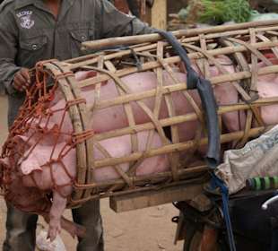 Schweinetransport