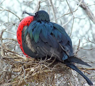Фрегаты - самец с красным мешком