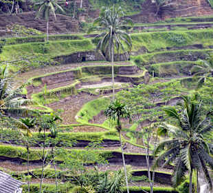 Reisfelder