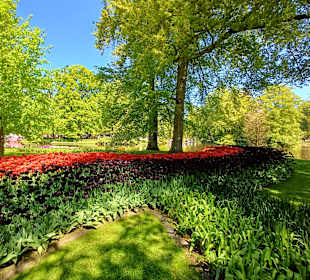 Keukenhof