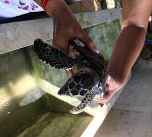 Schildkrötenaufzuchtsstation