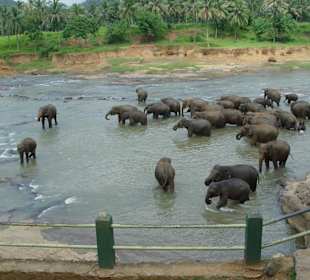 Elefanten beim baden im See