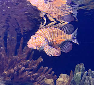 Oceanário de Lisboa