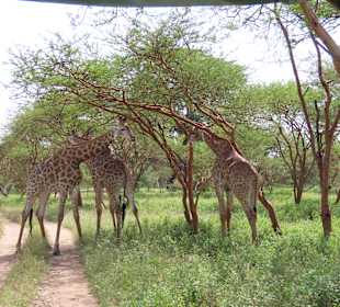 Giraffengruppe