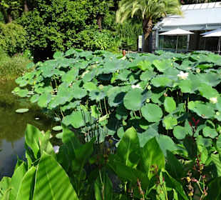 Lotus am See von Schloss Trauttmansdorff