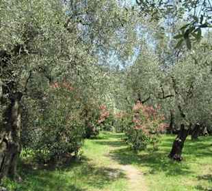 Parco degli Olivi