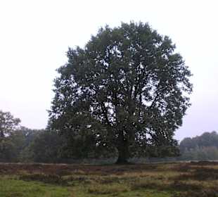 Eiche am Wilseder Berg