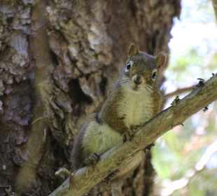 ...sowie neugierige Hörnchen