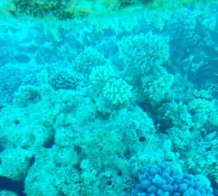 Schnorcheln Hurghada