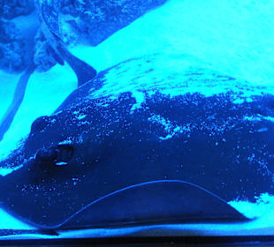 Old Town Aquarium, Rhodos