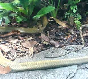 Singapur Zoo